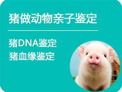 南京猪做动物亲子鉴定